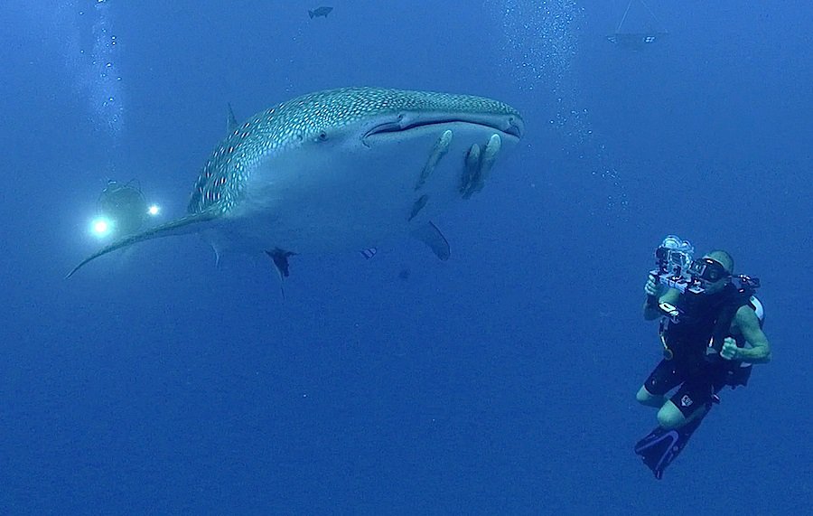 Isla Mujeres Whale Shark Photo: Guy Harvey PhD.