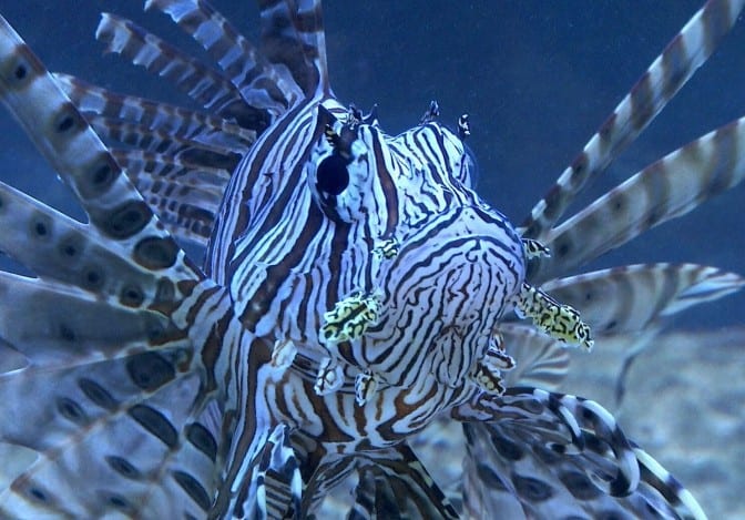 Schellenger Lionfish