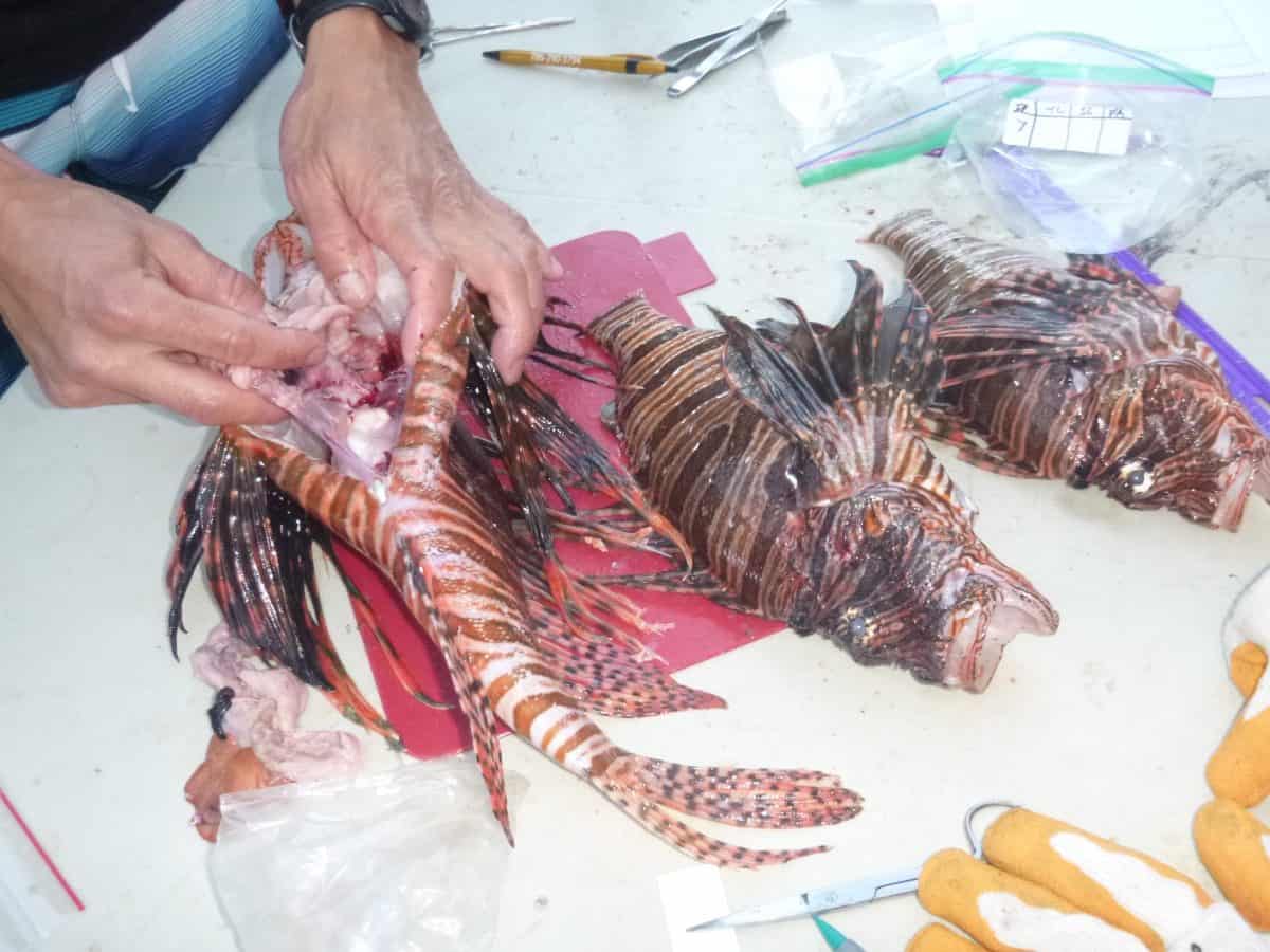 Reef derby makes solid impact on lionfish in the keys