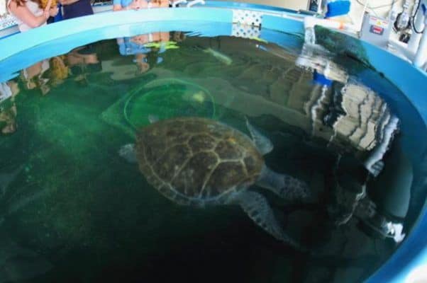Saving Sea Turtles in ST Augustine