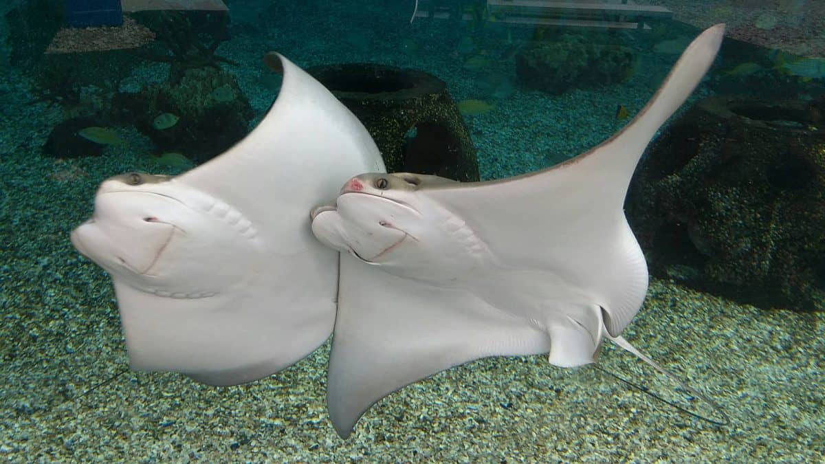 Aquarium Gets Kids Interested in Oceans