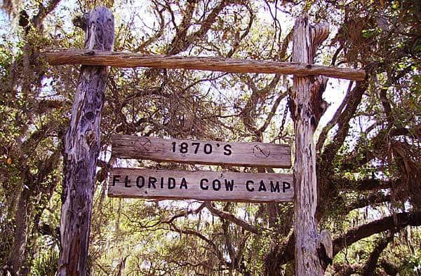 Florida Cow Camp
